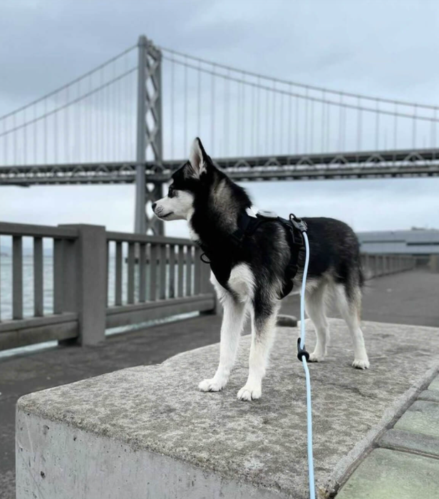 A small dog is seen with a blue leash attached to a harness.