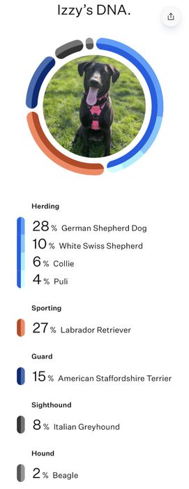 screenshot of the DNA breakdown for the writer's dog