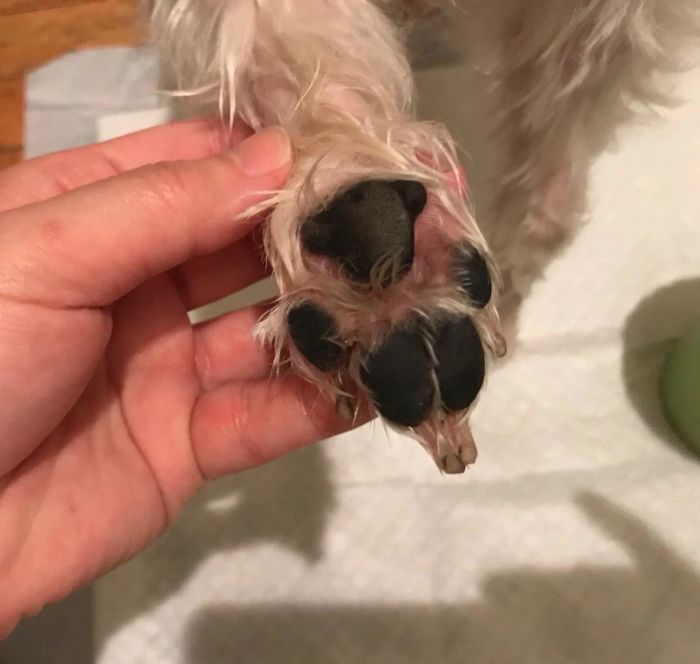 A reviewer's photo showing their dog's clean paw after using the MudBuster