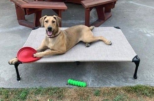 A photo from a reviewer showing a raised bed with a dog comfortably resting on it