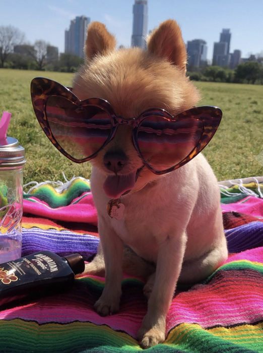 A reviewer's dog wearing tortoise shell sunglasses.