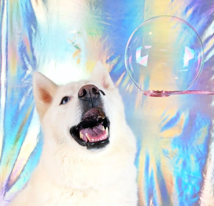 A dog staring intently at a bubble