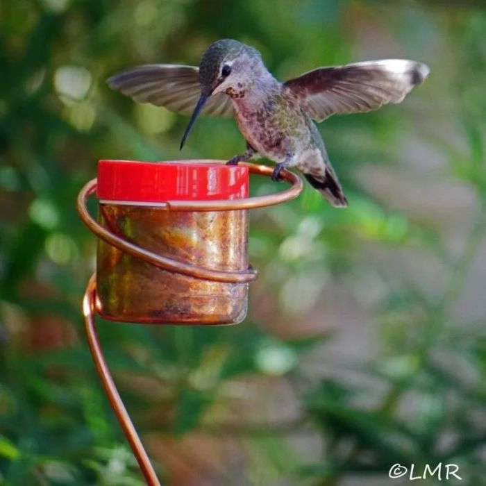 A close-up shot of the copper hummingbird feeder with a bird resting on its side.