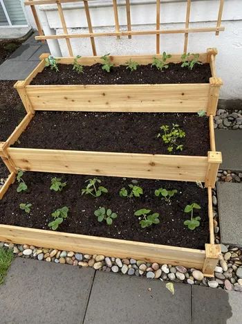 A reviewer’s image of a garden bed with small plants sprouting.