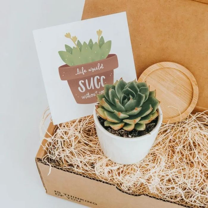 The succulent gift box opened, revealing a charming potted succulent and a heartfelt card.