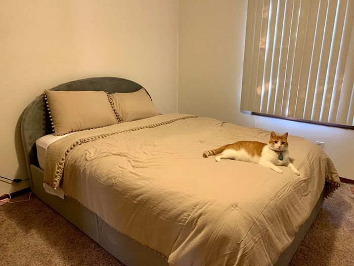 A photo from a reviewer showing a gray bed with a cat lounging on it.