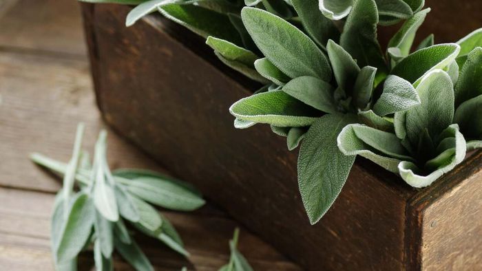 Exploring the Contrast Between Ground and Rubbed Sage (and How to Incorporate Both into Your Thanksgiving Meal)