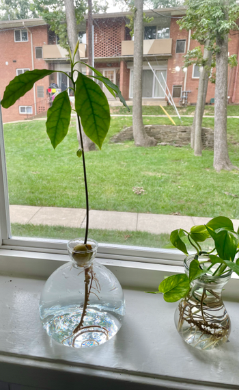 A glass vase with a small opening designed to cradle an avocado pit, placed in the reviewer's window.