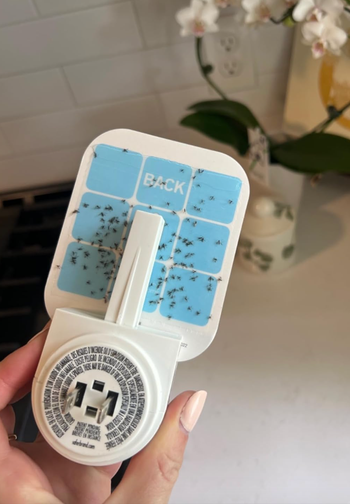 A hand holding a fly trap device with captured insects inside