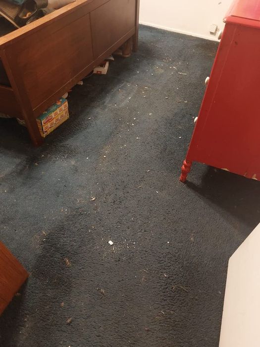 A reviewer's dark carpet covered in dirt and pet hair