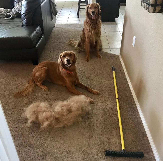 A huge pile of dog hair that’s been collected from the carpet using the large rubber broom.
