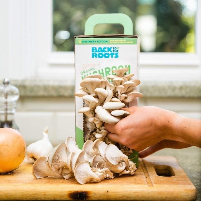 A box with mushrooms sprouting from the side.