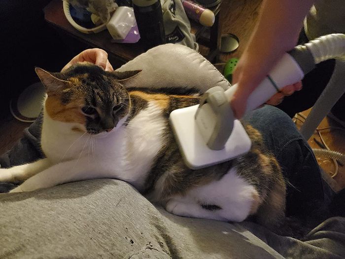A reviewer using the vacuum grooming brush on a cat.