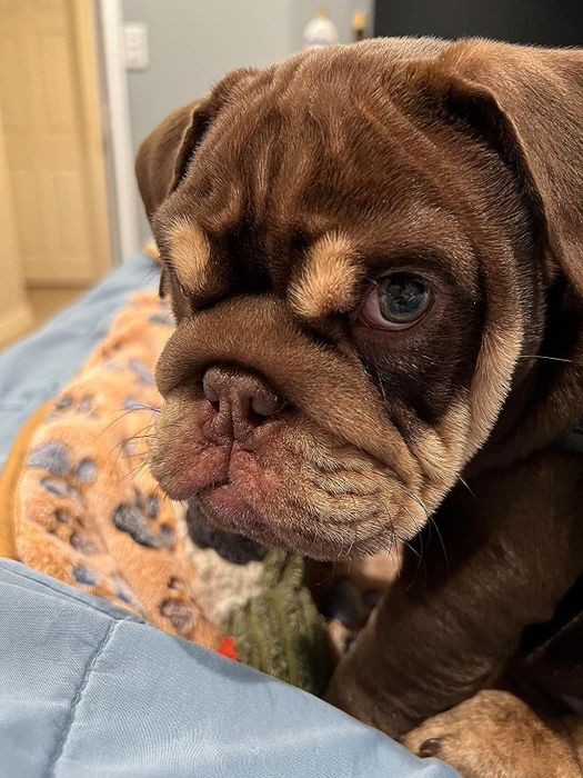 A reviewer’s photo of a bulldog.
