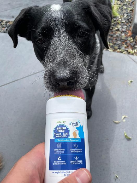 A photo showing a dog happily licking the gel, which comes out of a tube resembling a deodorant stick.