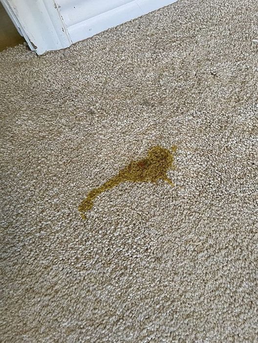 A carpet before using the pet stain and odor remover spray