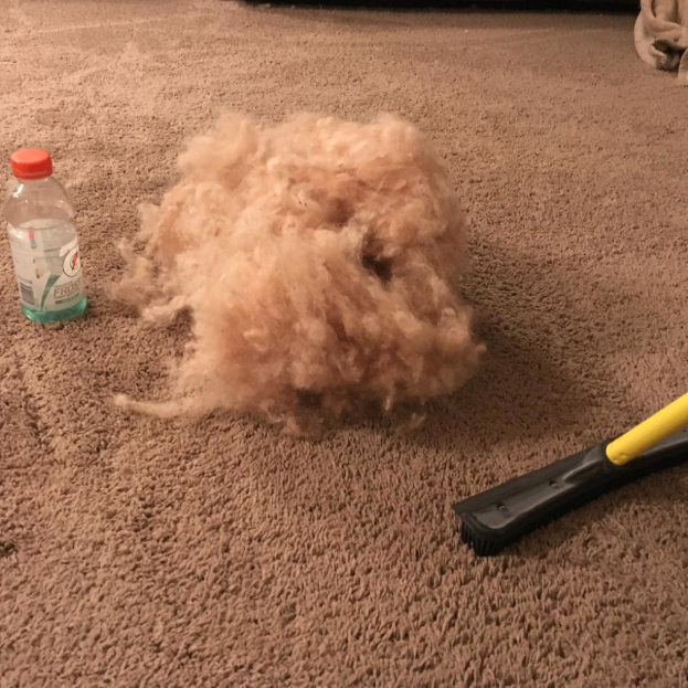 A reviewer's large pile of pet hair extracted from their carpet by the broom, much larger than the Gatorade bottle placed next to it for scale.