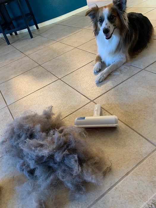 Reviewer’s roller next to a large pile of pet hair, with a dog in the background