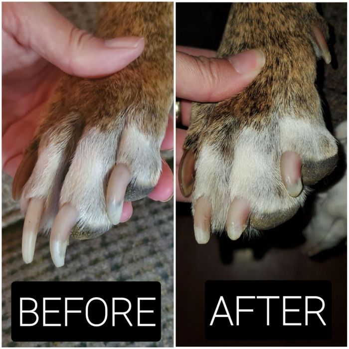 A before photo of a dog's overgrown nails next to an after photo showing the same dog's nails neatly trimmed and ground down.