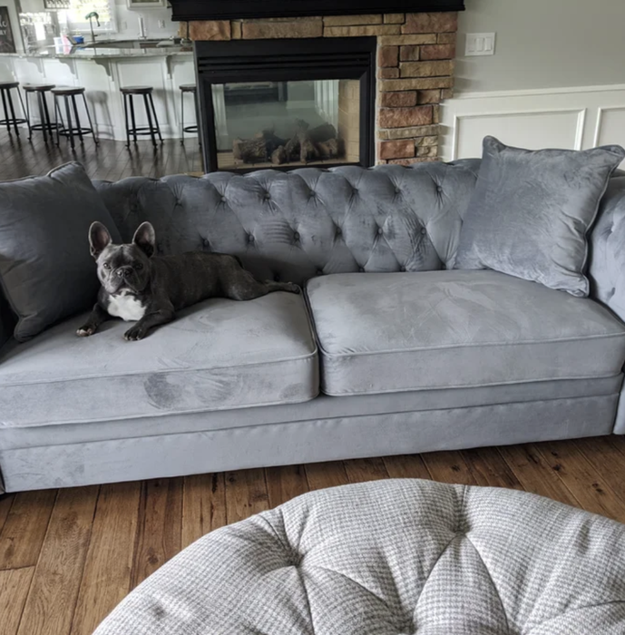 the gray couch with a dog on it
