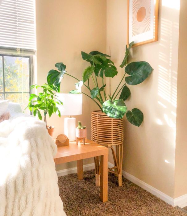 A reviewer displays a monstera plant in the medium-sized plant stand.