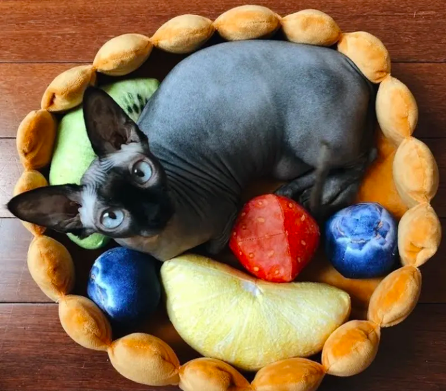 A hairless cat from Mytour lounging in the fruit tart bed.