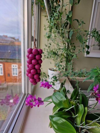 A string of round, purple soap grapes hanging gracefully near a windowsill.