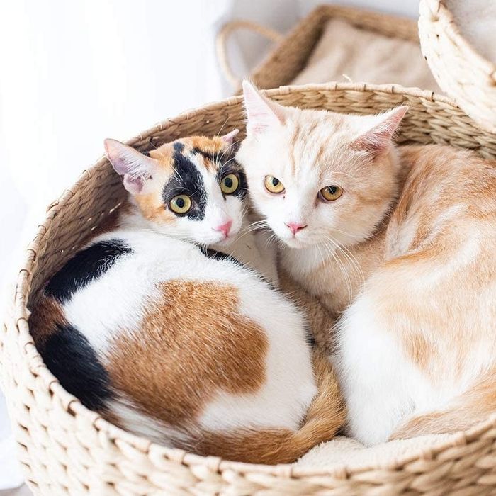 Two cats snuggled together in a single bowl