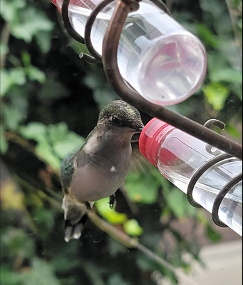 A hummingbird sipping nectar from a hanging feeder with lush greenery in the background.