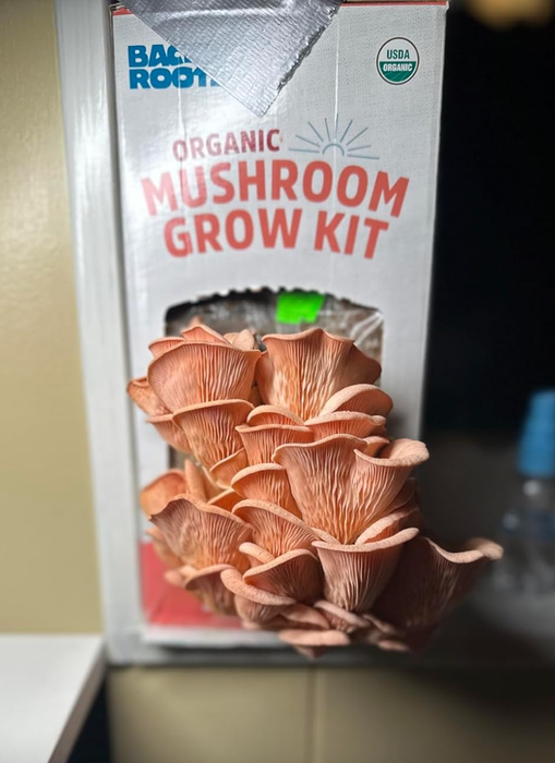 An organic mushroom growing kit with mushrooms sprouting from the box, perfect for cultivating at home.