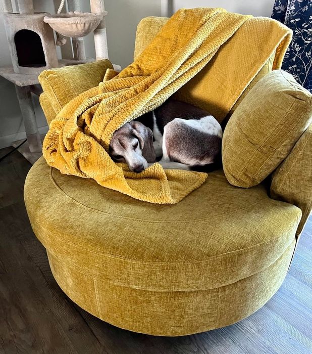 A reviewer photo of a beagle curled up in the mustard-colored chair.