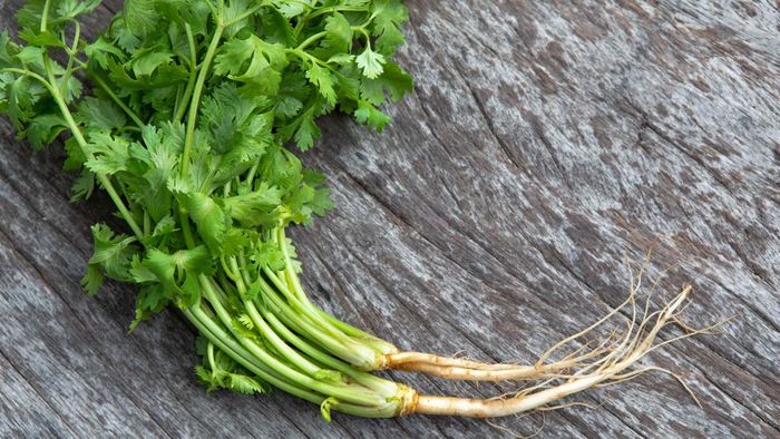Cilantro Roots: A Hidden Gem in Your Kitchen