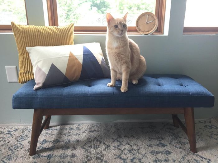 reviewer’s photo of an orange cat lounging on the navy blue upholstered bench