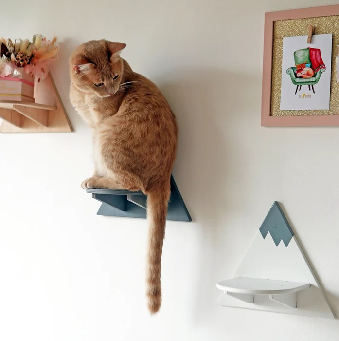 A cat perched on a wall-mounted shelf