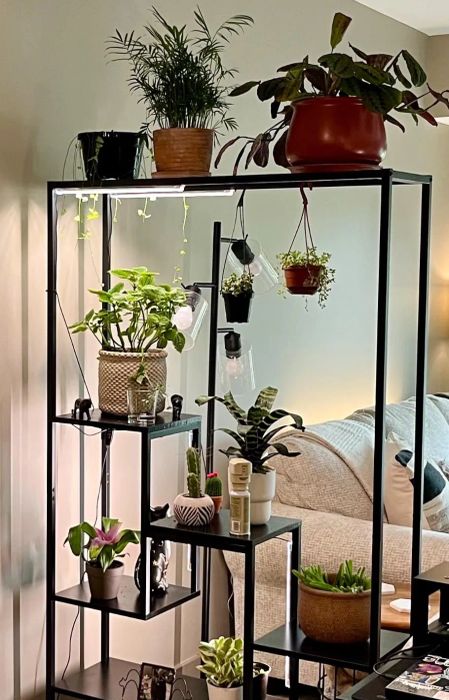 A black metal shelving unit displaying an assortment of houseplants in pots, including cacti and succulents, placed in a living room next to a couch