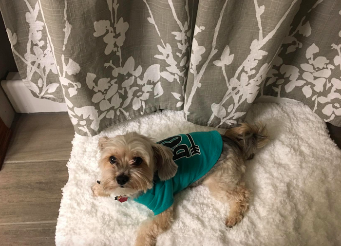 A customer review photo of their dog happily sitting on the soft bath mat