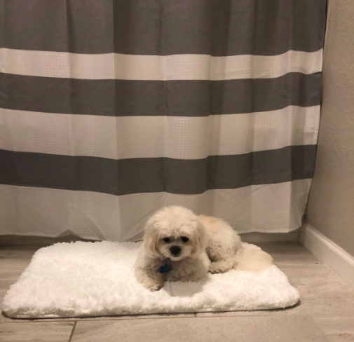 A customer review photo of their dog sitting contently on the bath mat