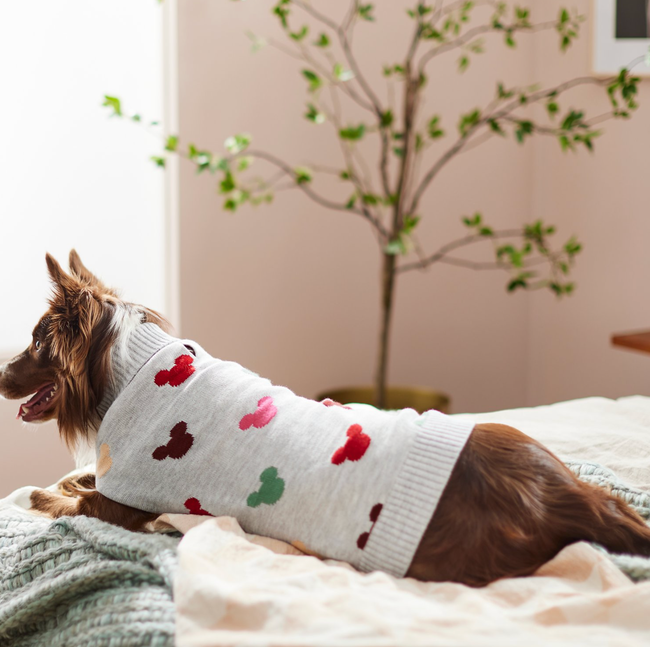 A dog sporting a gray sweater decorated with colorful Mickey Mouse icons