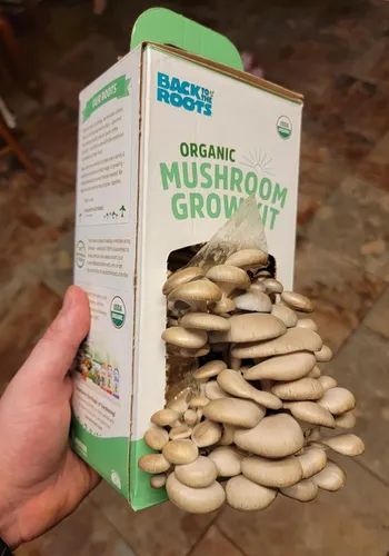 a hand holding a Back to the Roots organic mushroom grow kit with mushrooms sprouting from the box