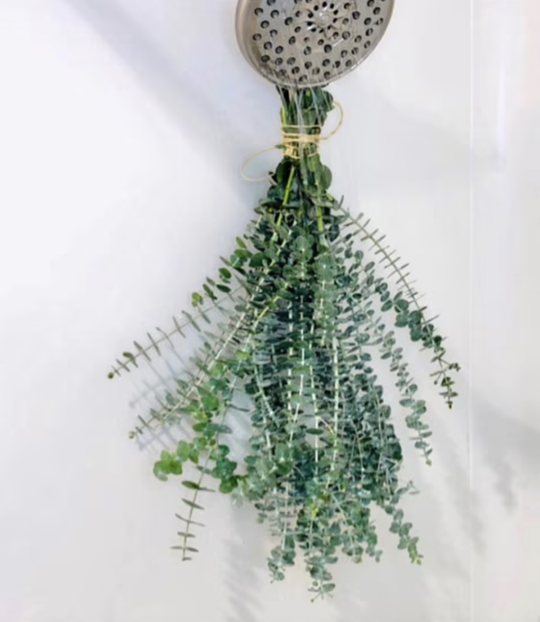 A bundle of fresh eucalyptus hanging from a showerhead