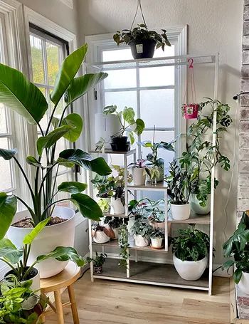 A well-lit room showcasing a large collection of houseplants displayed on a white shelving unit and on the floor. Some plants hang from the ceiling and window.