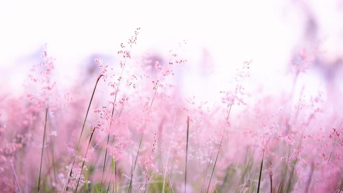 Hình ảnh đẹp muôn hoa tươi tắn đầy sắc màu