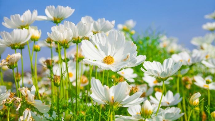 Những hình ảnh tuyệt đẹp của muôn loài hoa
