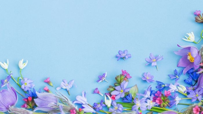 Tải những hình ảnh hoa đẹp đầy màu sắc