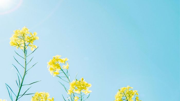 Tải những hình ảnh hoa đẹp tuyệt vời