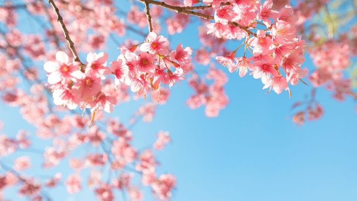 Những hình nền hoa đẹp nhất khiến không gian thêm sinh động