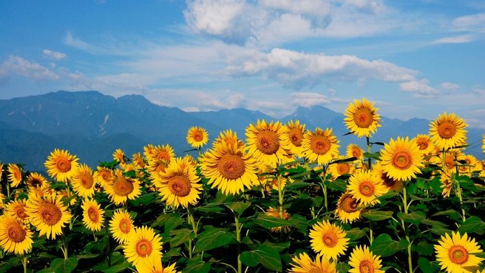 Những bức ảnh hoa đầy sắc màu, mang lại vẻ đẹp tươi mới và sự thanh thoát