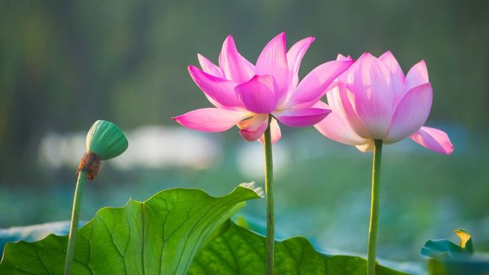 Những bức ảnh hoa sen thanh tao và quyến rũ