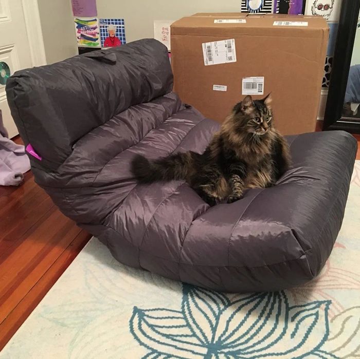 Reviewer photo of a cat lounging on a bean bag chair