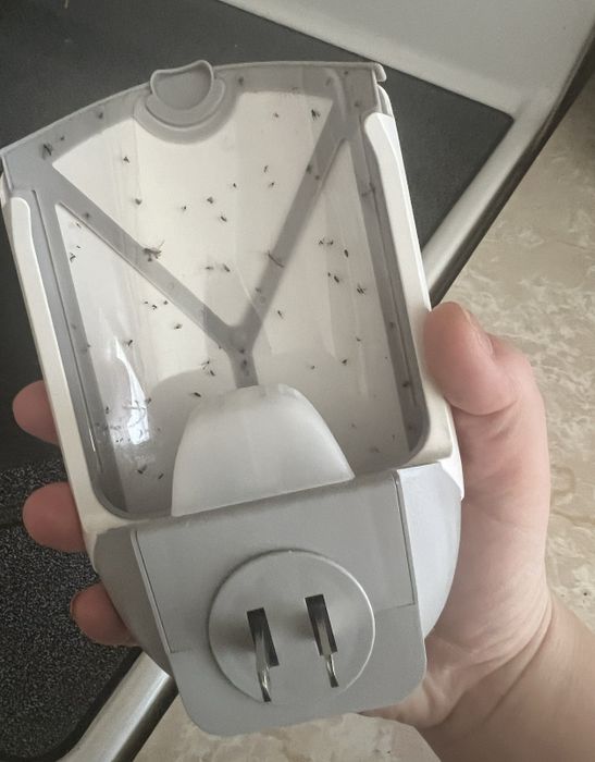 the sticky trap filled with fruit flies